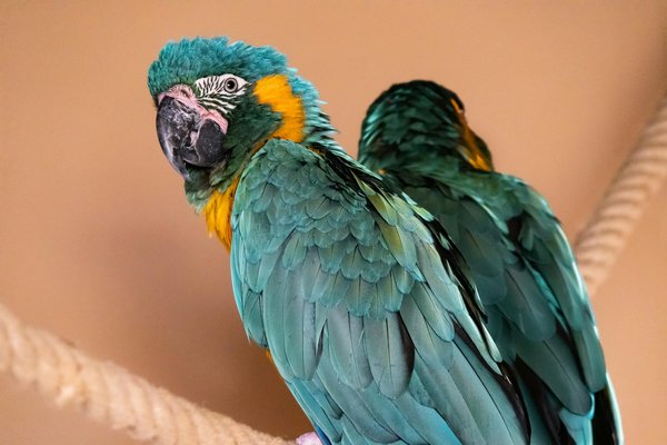 Quelles sont les adaptations spécifiques des animaux nocturnes pour chasser dans l'obscurité?