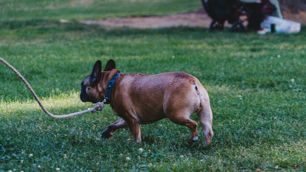 Quelles techniques puis-je utiliser pour apprendre à mon chien à ne pas voler de la nourriture sur la table ?