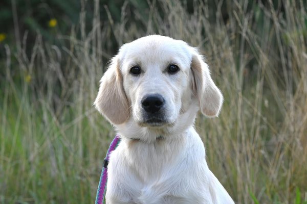 Quels sont les avantages d'une approche interdisciplinaire dans la protection des animaux et de leurs habitats ?