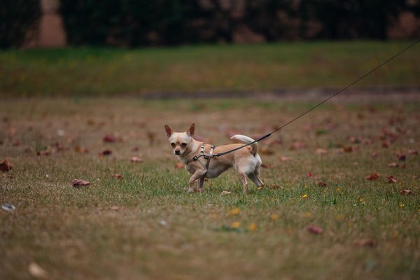 Comment choisir un vétérinaire pour votre chat et quels critères prendre en compte ?