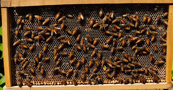 Piège à frelon asiatique icko : votre allié pour les ruches